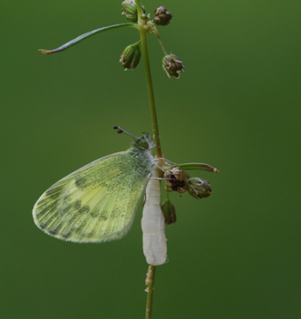 Dainty Sulphur
Post-emergence